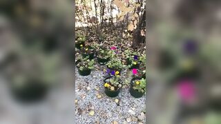 POV Risky Outdoor Pissing & Cumming Compilation all over our Potted Flowers at the Campsite Today Jetsfan1983 - BussyHunter.com