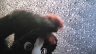 Mega Fursuit Farts & Facesitting [commission] smellyskunkbutt - BussyHunter.com